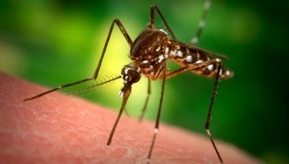 Zanzara del Nilo, sospetto focolaio in allevamento ad Alcamo