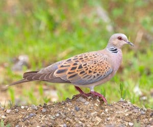 Caccia alla tortora selvatica in Sicilia, pubblicato bando. Fine attività fissata al 29 settembre