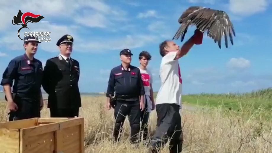 Liberata Aquila del Bonelli alle Saline. L'esemplare era stato illecitamente catturato