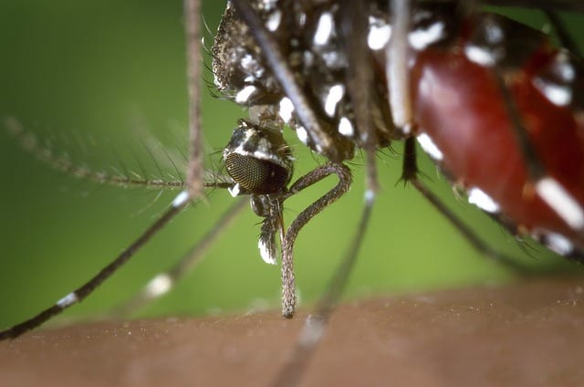Focolaio sospetto di West Nile, l'allevamento di cavalli é a Castellammare