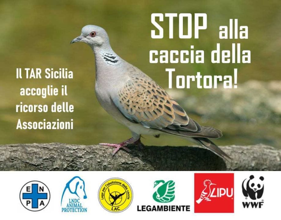Stop della caccia alla tortora selvatica, il TAR Sicilia accoglie richiesta degli ambientalisti