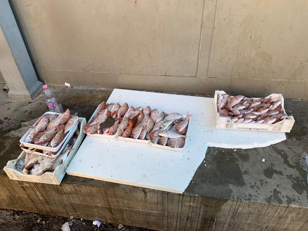 Sequestro di pesce non tracciato a Mazara del Vallo. Devoluto in beneficienza