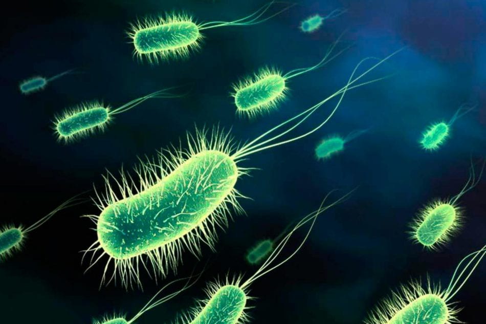 Tossinfezione alimentare ad Alcamo. Escherichia-coli dicono i primi referti