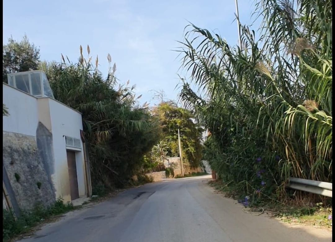 Via per Camporeale, degrado e canneti che invadono strada. Segnalati pericoli alla 'Muncipale'
