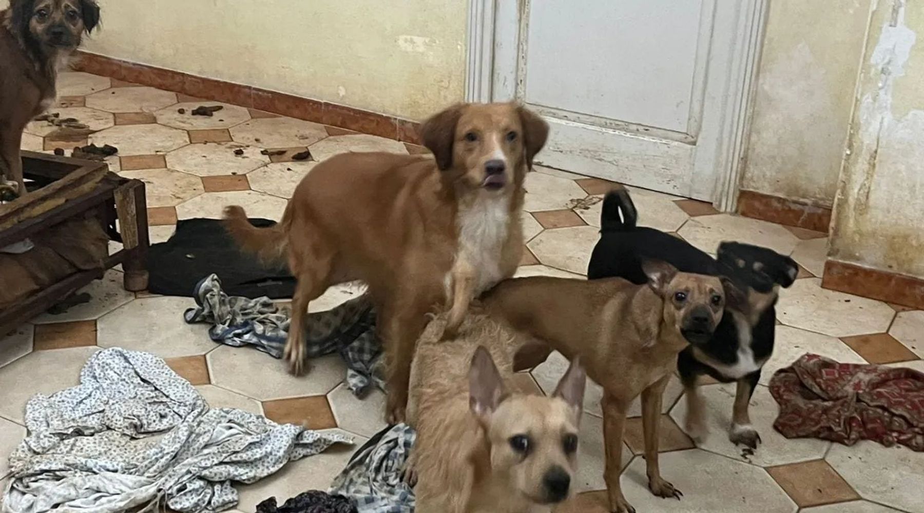 Casa orrori a Marsala, cani e gatti in pessime condizioni. Anziano morto nell'abitazione