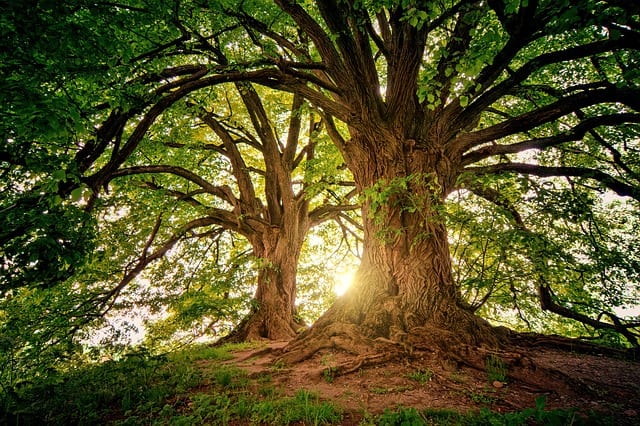 'Giornata dell'albero', sensibilizzazione e convegni. Boschi sempre colpiti dai piromani
