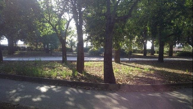 Decespugliamento e potatura al parco di Castelvetrano, servizio appaltato