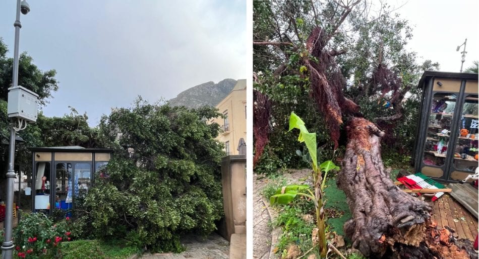 Maltempo, crolla ficus secolare a Castellammare del Golfo. Danneggiato chiosco della villa