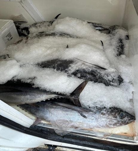 Pesce non tracciato o conservato oltre scadenza, sequestri anche in provincia di Trapani