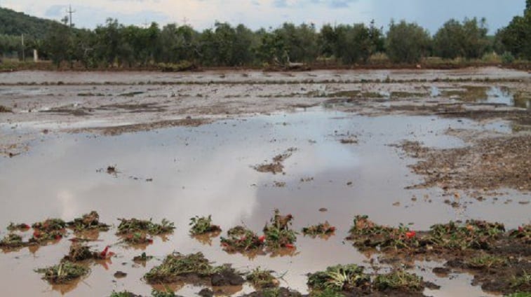 Agricoltura, Regione riconosce ‘stato di calamità’ anche per 16 comuni del trapanese