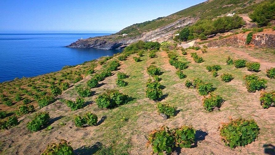 Vini Doc di Pantelleria, dal 1 gennaio fascette di Stato nelle bottiglie. Tracciate le fasi del vino