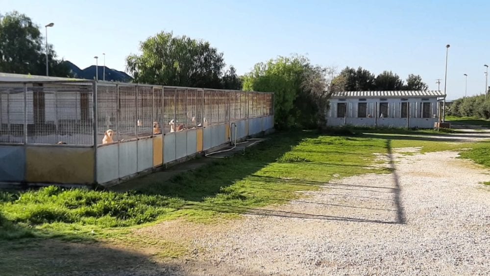 Canile municipale di Marsala, sopralluogo congiunto. Grillo: “Aumentare sinergie”