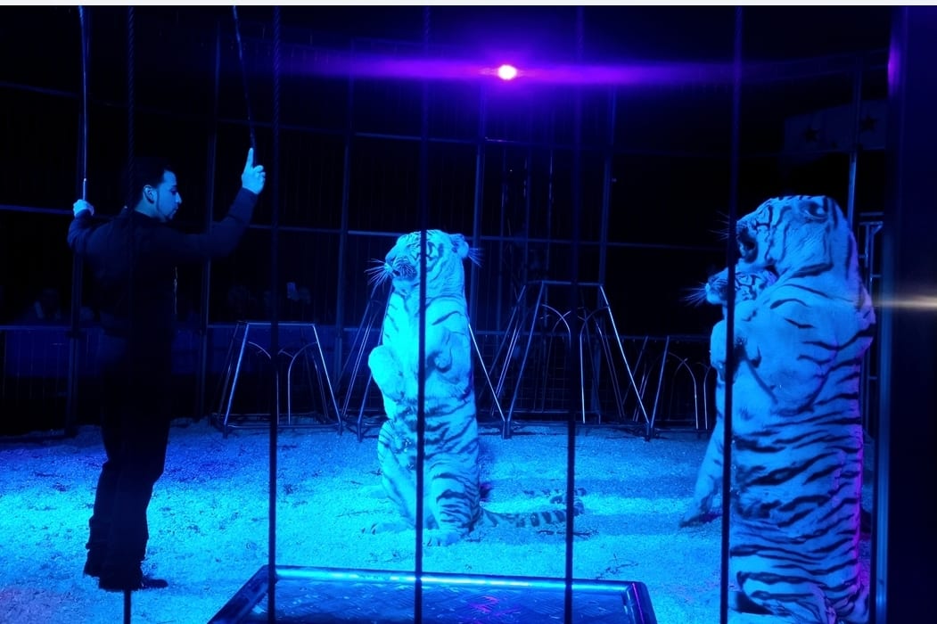 Il circo ad Alcamo fa sempre sold-out. Addestratore siciliano di tigri bianche (Intervista)