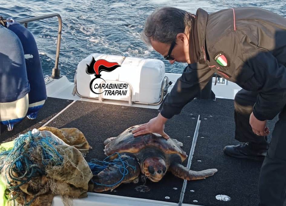 Salvata a Favignana tartaruga marina aggrovigliata nelle reti da pesca. Trasporto al CRTM