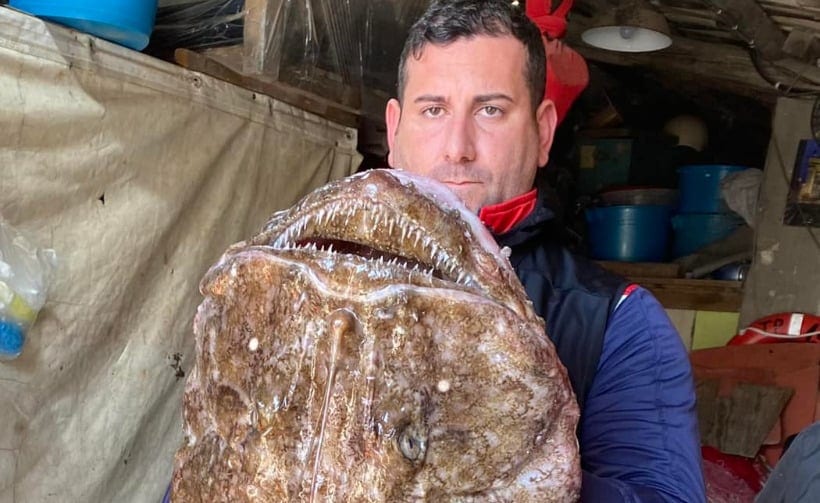 Pesca miracolosa a Trapani, al mercato una rana pescatrice di 16 chilogrammi