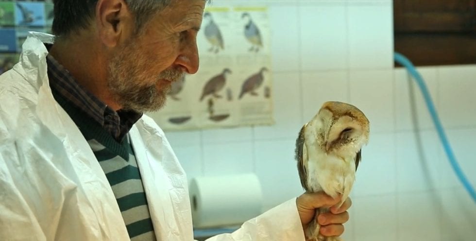 Centro Recupero Fauna di Ficuzza, nel 2022 ben 1.800 esemplari curati. 45% salvati (VIDEO)