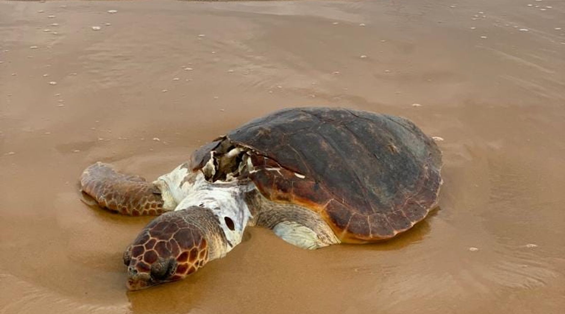 Caretta caretta, trovata senza vita a Triscina. Uccisa, forse, da un'elica