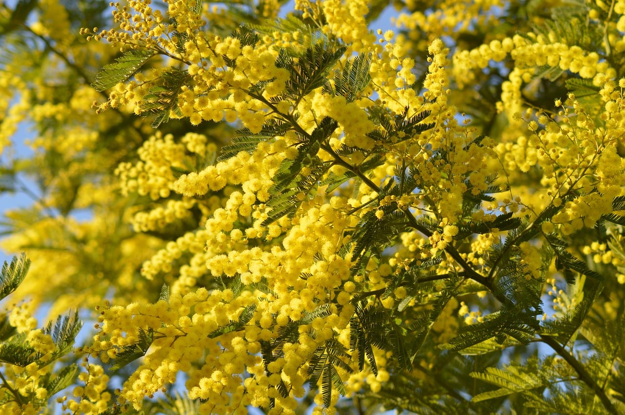 8 marzo, tra storia e attualità. Parità di genere, a che punto siamo?