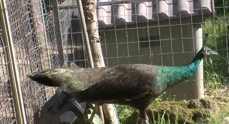 'Giardino dell'Eden' ad Alcamo un grande orto con con pavoni, pappagalli, caprette e altri animali (VIDEO)