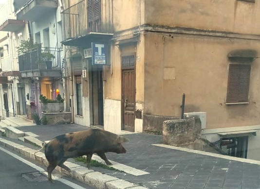Maialino preso a calci per strada a Carini, intervengono ENPA e sindaco