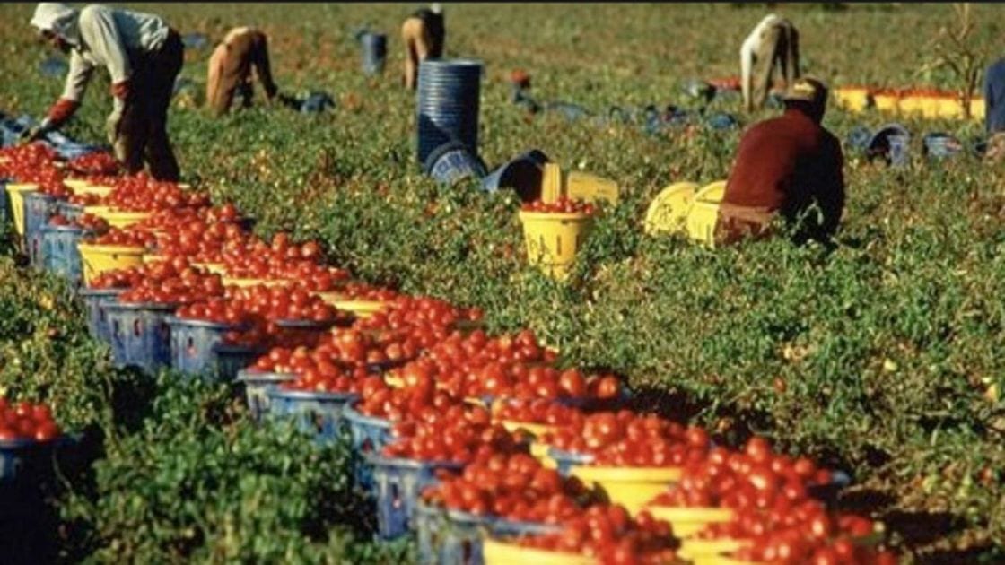 Caporalato, la Sicilia con i numeri più alti. Denuncia della Flai-Cigl
