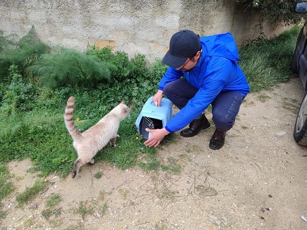 Sterilizzazione gatti randagi a Trapani, conclusa campagna. OIPA stanzia 5 mila euro