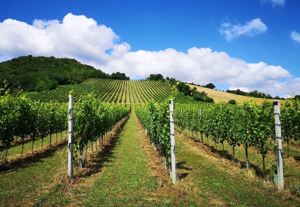 Regione vara registro delle biodiversità dei vigneti. Tutela delle varietà autoctone