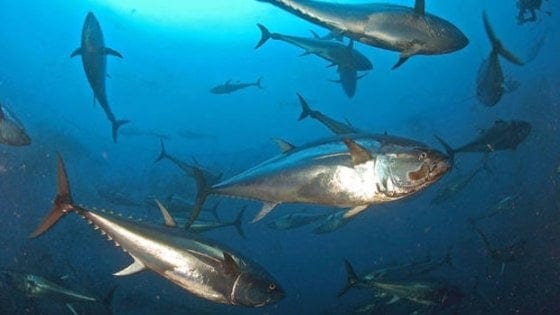 Tonno rosso in Sicilia, il Ministero riconosce quote per la piccola pesca