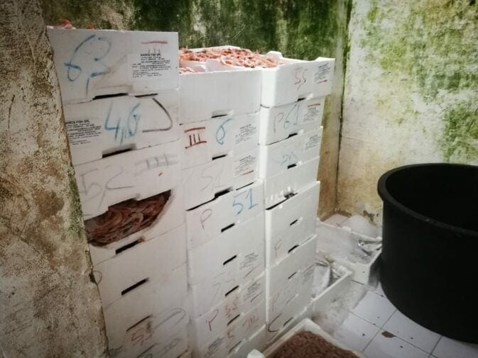 Cattiva conservazione e mancata tracciabilità, sequestrati 200 kg di pesce a Mazara