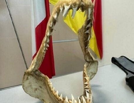 Torna all'aeroporto di Palermo con una mandibola di squalo in valigia