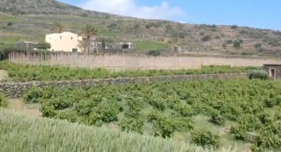 Vino zibibbo di Pantelleria, focus da domani. Proposta DOCG per rilanciare il prodotto dell'isola