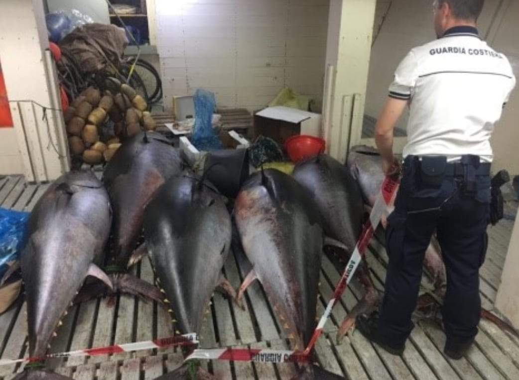 Sette quintali di tonno rosso senza tracciabilità. A Trapani sequestro e 2.667 euro di multa