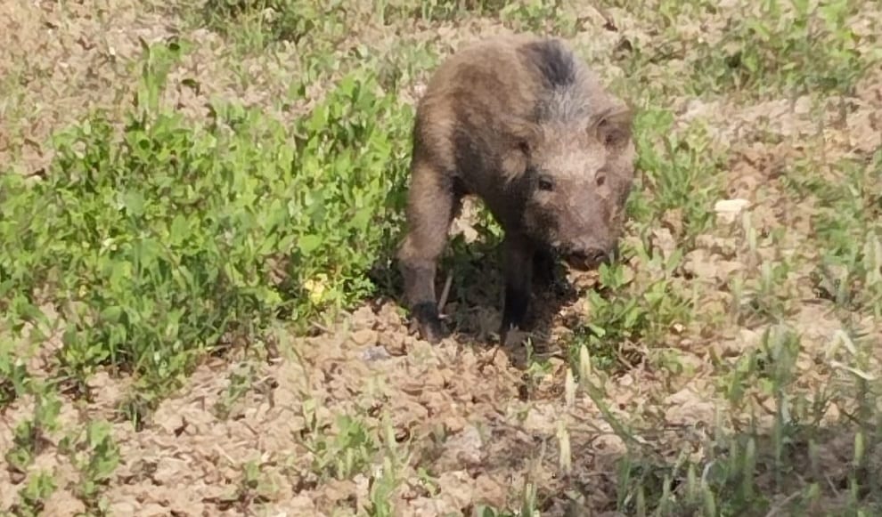 Allarme cinghiali ad Alcamo, in contrada 'Pigne di Don Fabrizio' grosso esemplare fra le case