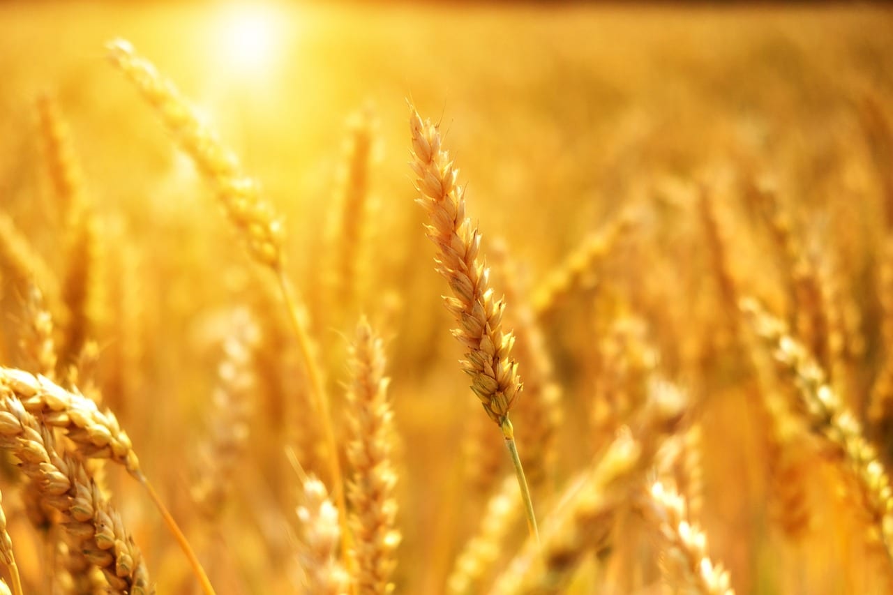 Coldiretti, "tutelare il grano prodotto in Sicilia"