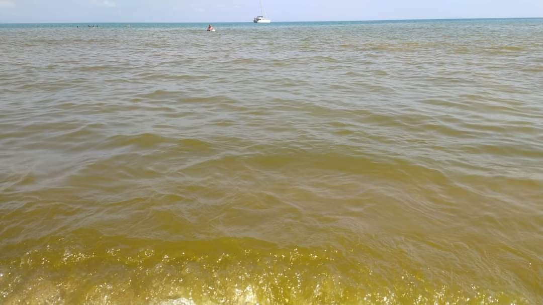 Mare, temperatura causa alghe. Poco riciclo e problemi depurativi