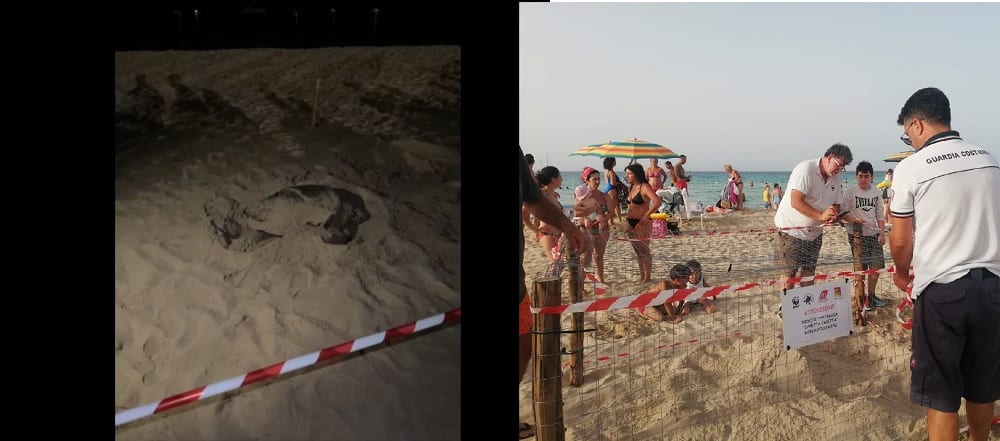 ‘Caretta caretta’ depone le uova a San Vito Lo Capo. Nido presidiato. Schiusa a fine agosto