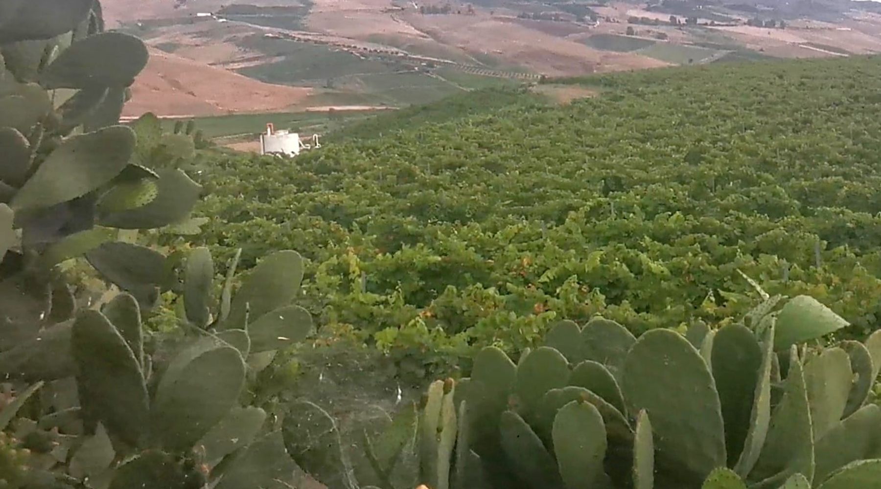 Da soli cinque a 90 ettari e un milione di bottiglie. Azienda vinicola perfetta macchina familiare