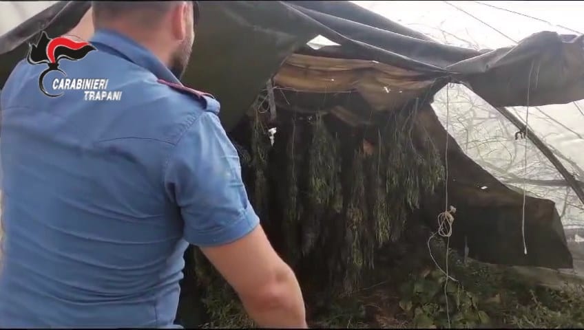 2.890 piante di canapa vicino casa, arrestati incensurati. Sono padre e figlio di Petrosino