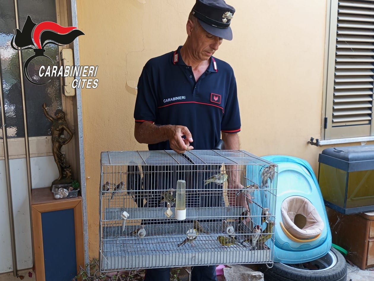 A casa con 160 volatili, denunciato 64enne a Trapani