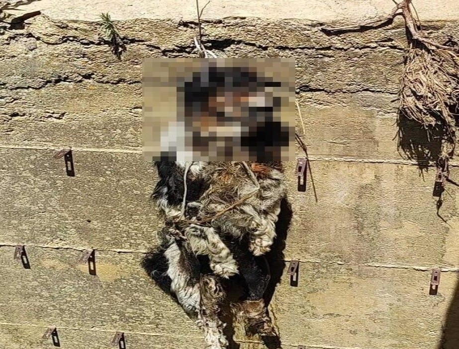 Cane impiccato dentro un pozzo, indagini dei carabinieri di Salemi