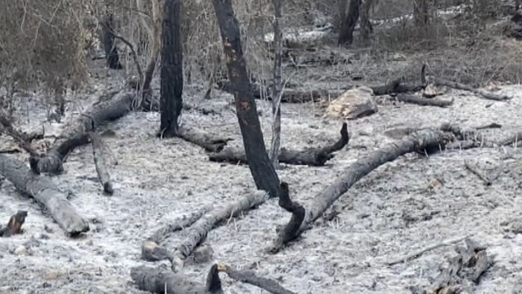Monte Bonifato, 230 ettari bruciati di cui 130 boscati. Lecci e roverelle potrebbero ripartire