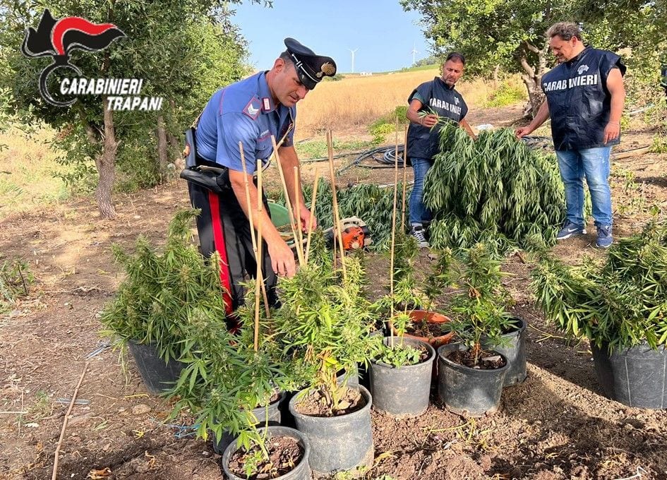 Sequestrate 100 piante di canapa indiana a Misiliscemi. Carabinieri alla ricerca degli autori