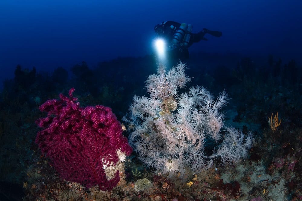 Pregiato corallo nero nei fondali di Marettimo. Lo scopre il biologo palermitano Chimienti