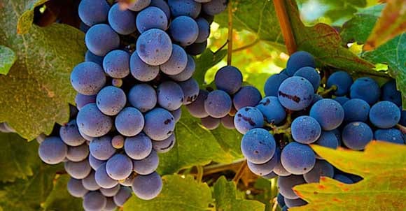 Furti di uva notturni, danni per le aziende agricole di Marsala