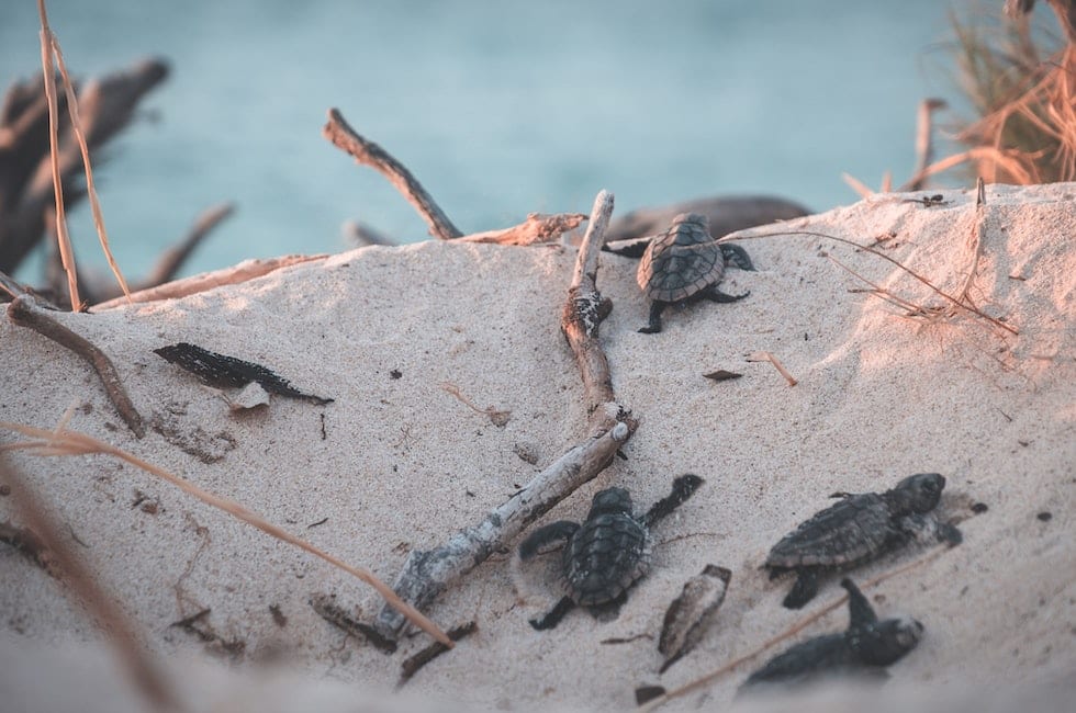 Arriva la schiusa delle uova di tartaruga nelle spiagge del trapanese