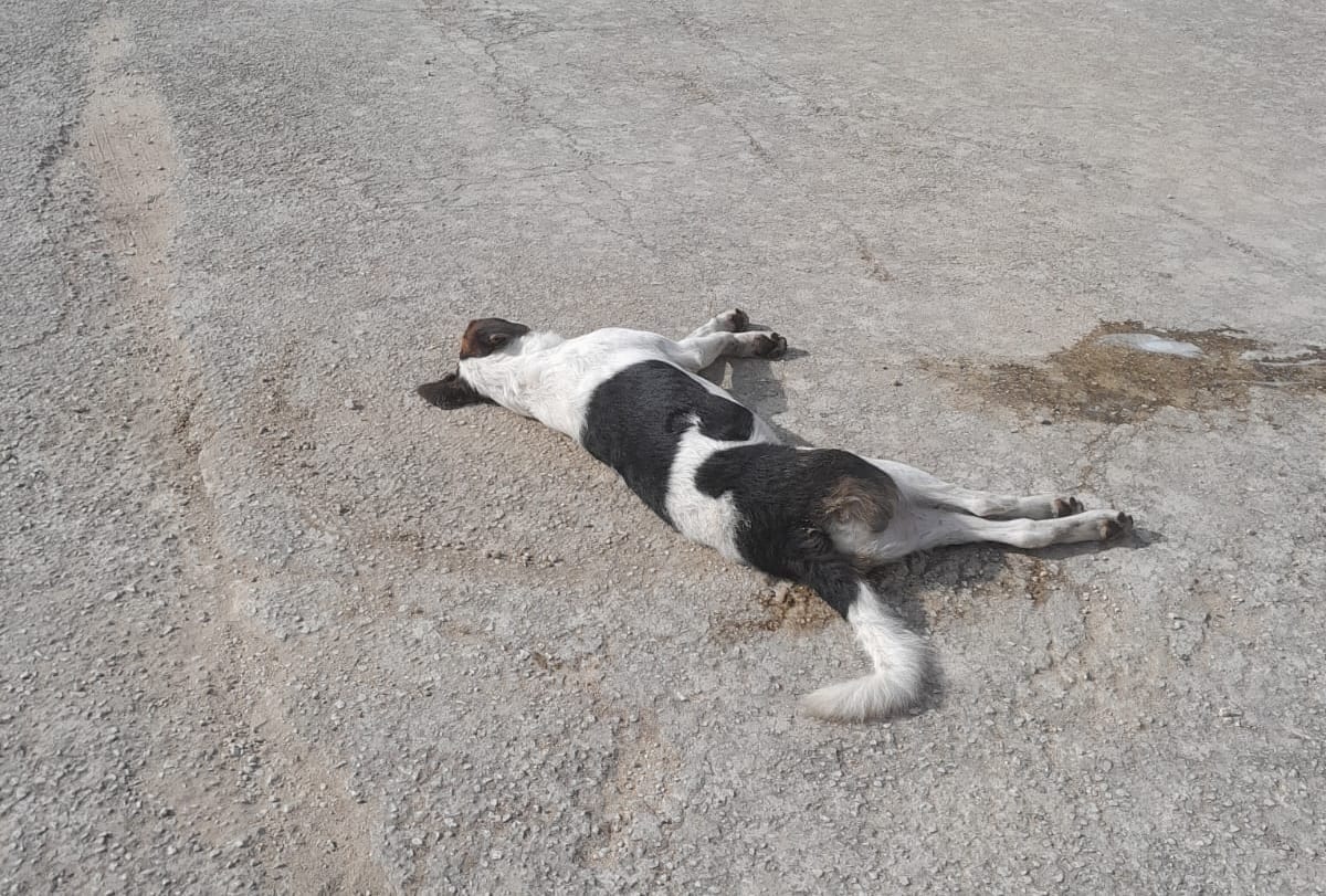 Cani avvelenati in un parcheggio a Castelvetrano
