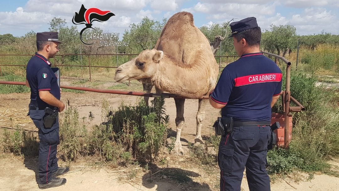 Specie rare e pericolose, detenute senza autorizzazioni. Denunciato 54enne di Castelvetrano