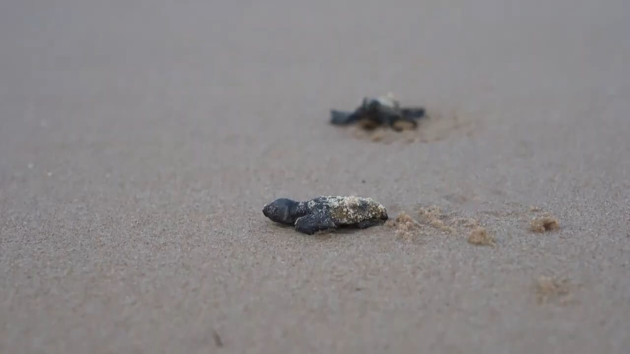 'Schiusa' di tartarughe semi distrutta ad Alcamo Marina, forse per mareggiata o mezzi meccanici (VIDEO)
