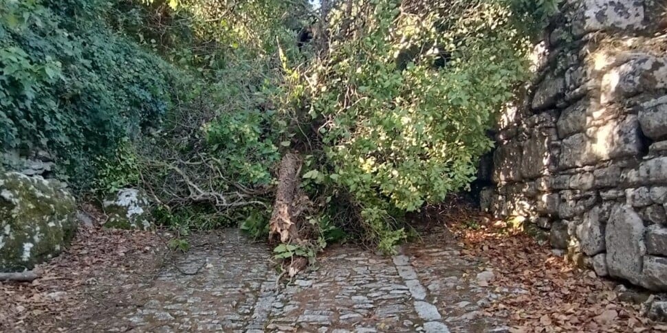 Albero si spezza a Erice e ostruisce scalinata dell'Addolorata