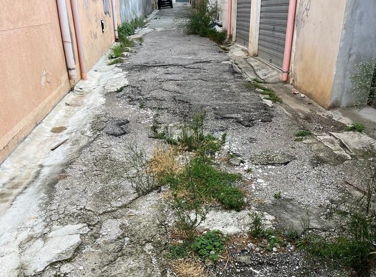 Erbacce e degrado ad Alcamo a due passi da ospedale e non solo. Pure un fico in cunetta (VIDEO)